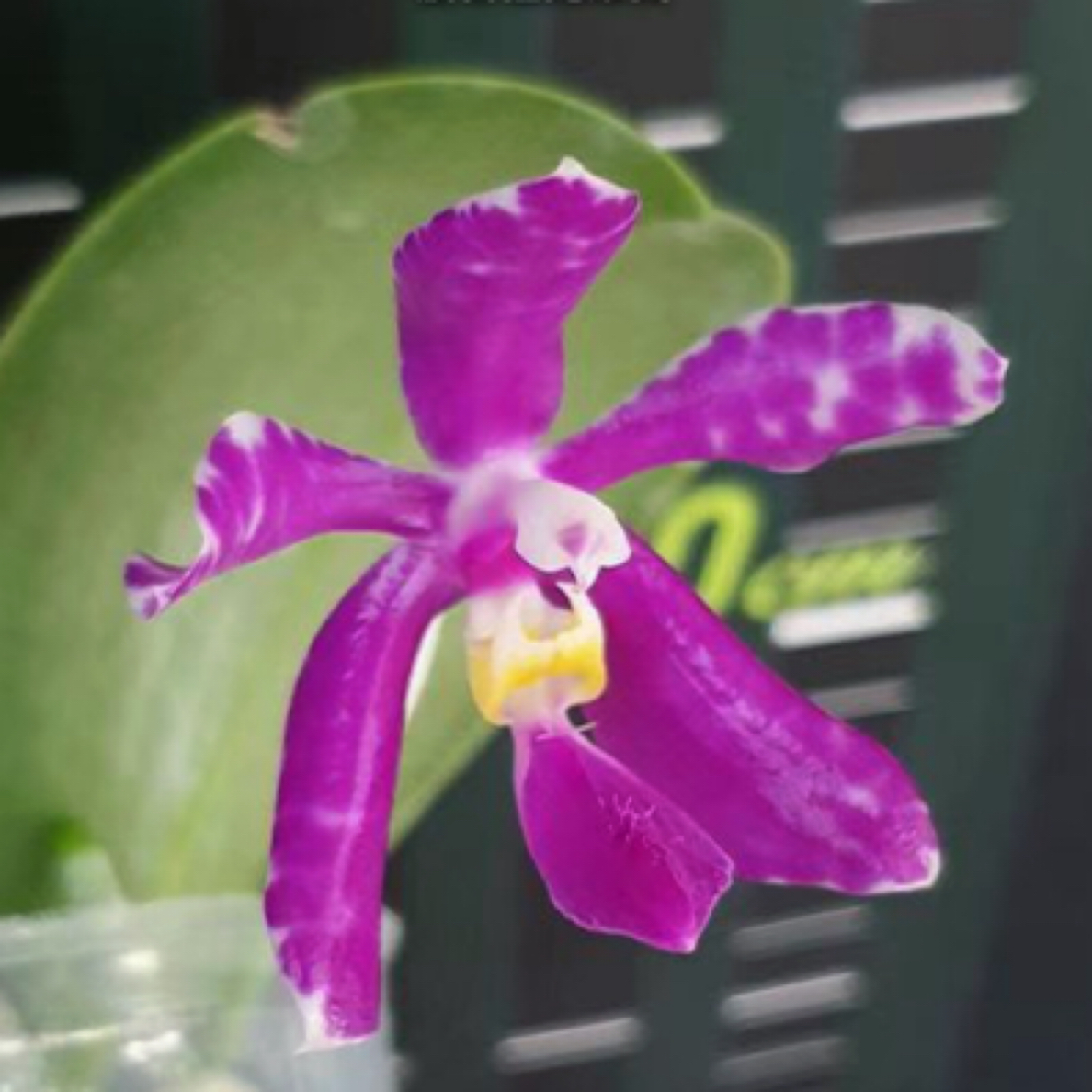 花农杰哥原生种蝴蝶兰直播专用波古拉 x sib