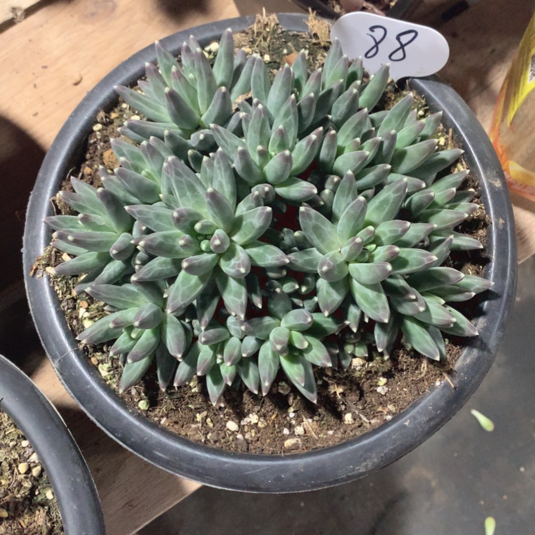 多肉植物多肉植物