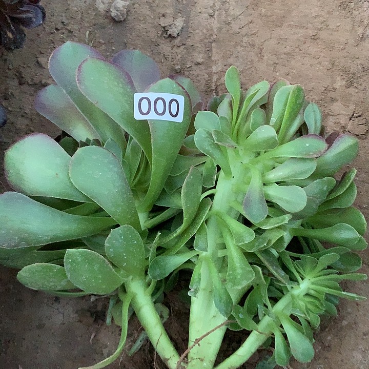 000万圣节缀3晚多肉植物