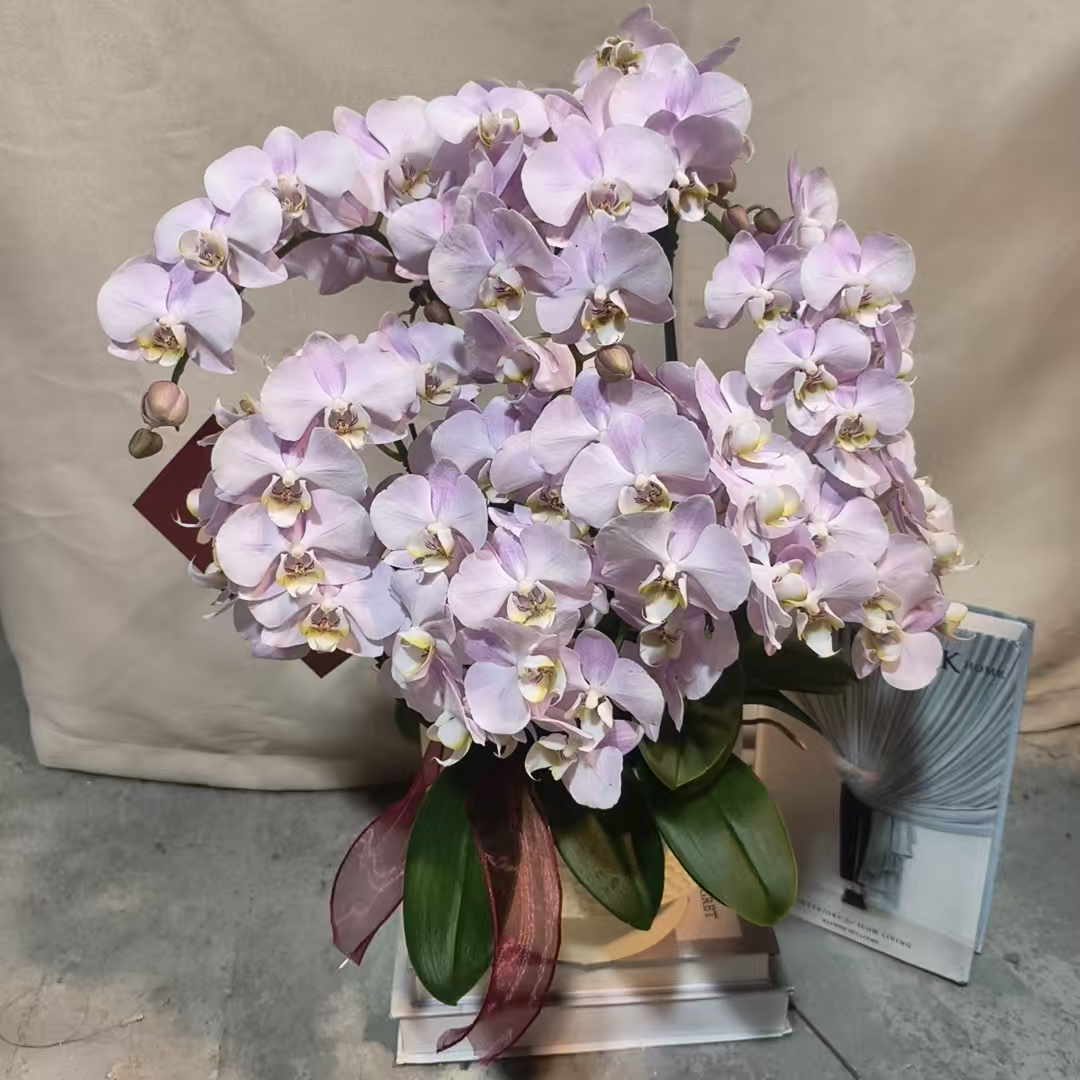 蝴蝶兰【天使】鲜花大盆年宵花室内种植观赏可带花发货适合送礼