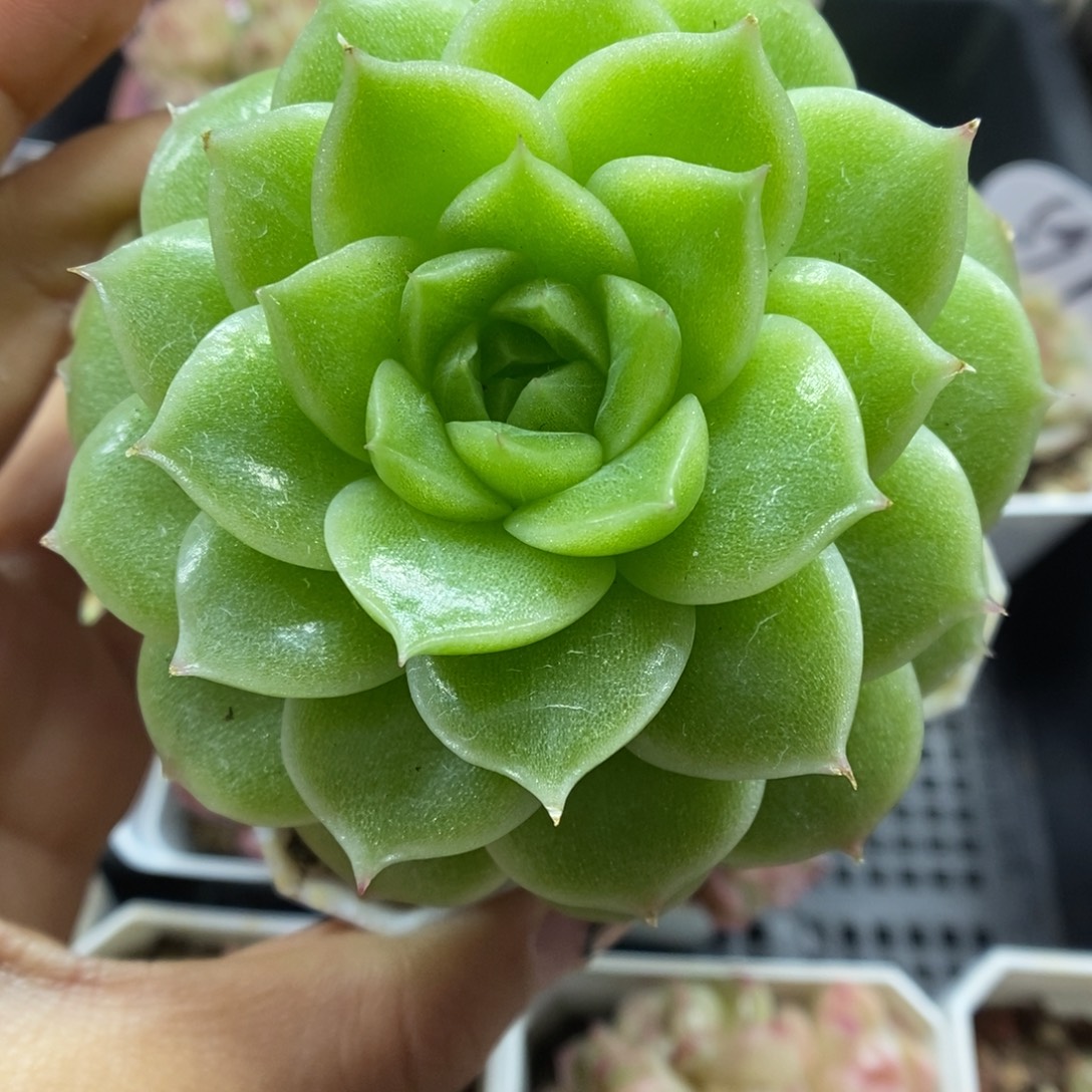 晶体麦秆可拍594号。