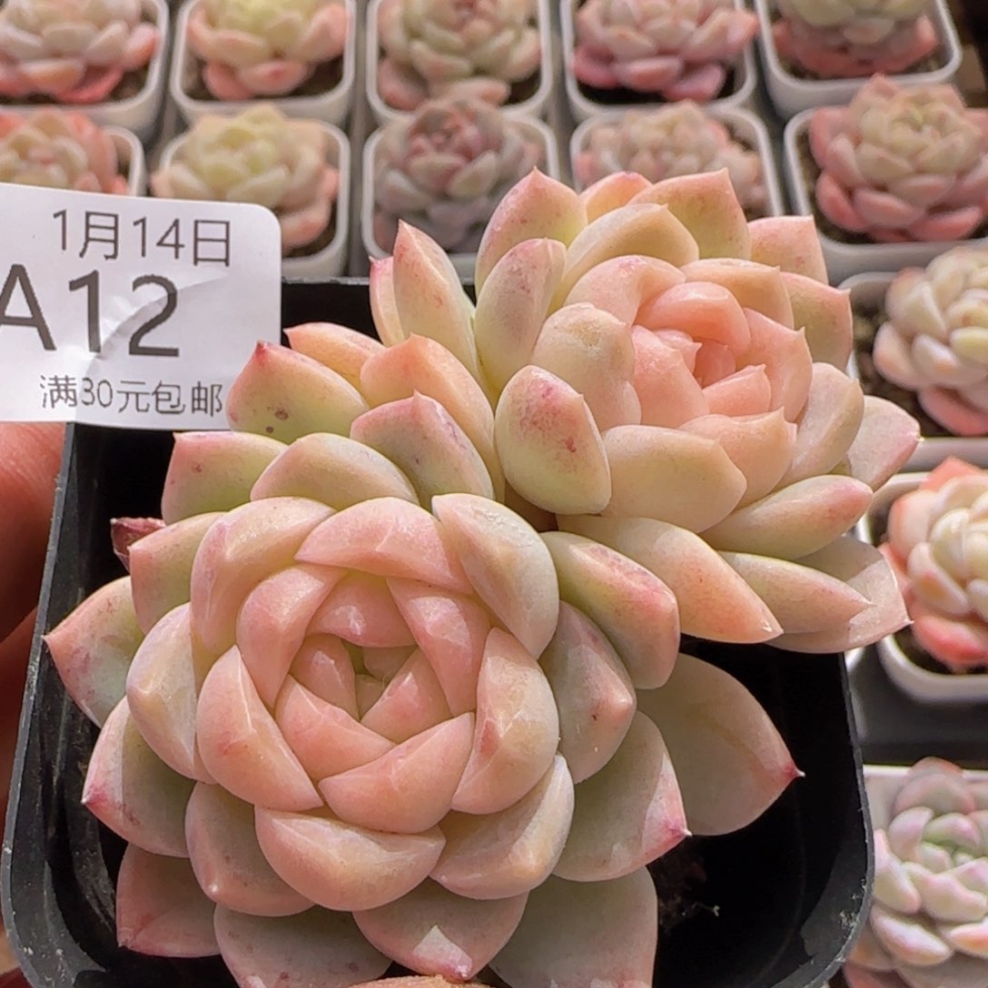 粉黛双头一颗脱土