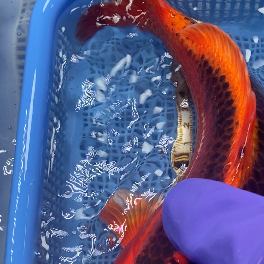 锦鲤冷水锦鲤包邮