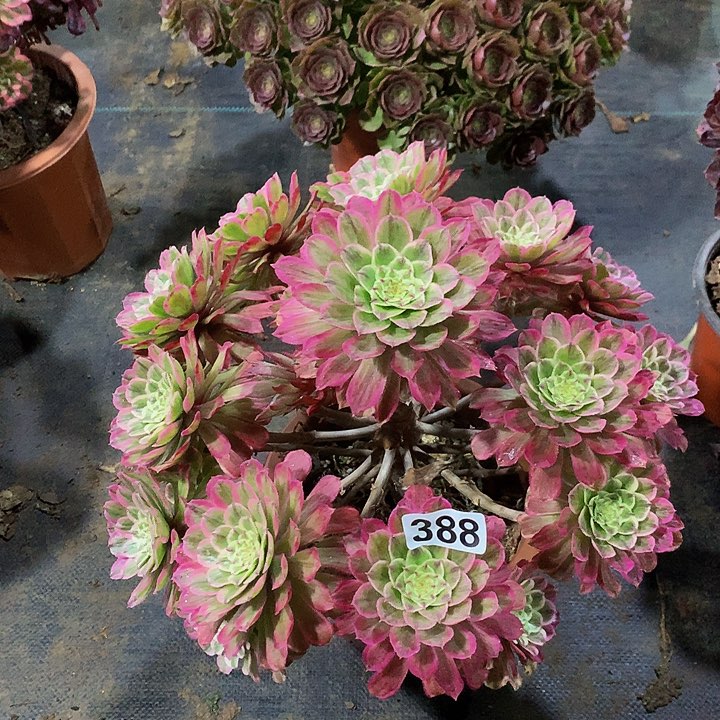 默****）多肉糖果炮弹388