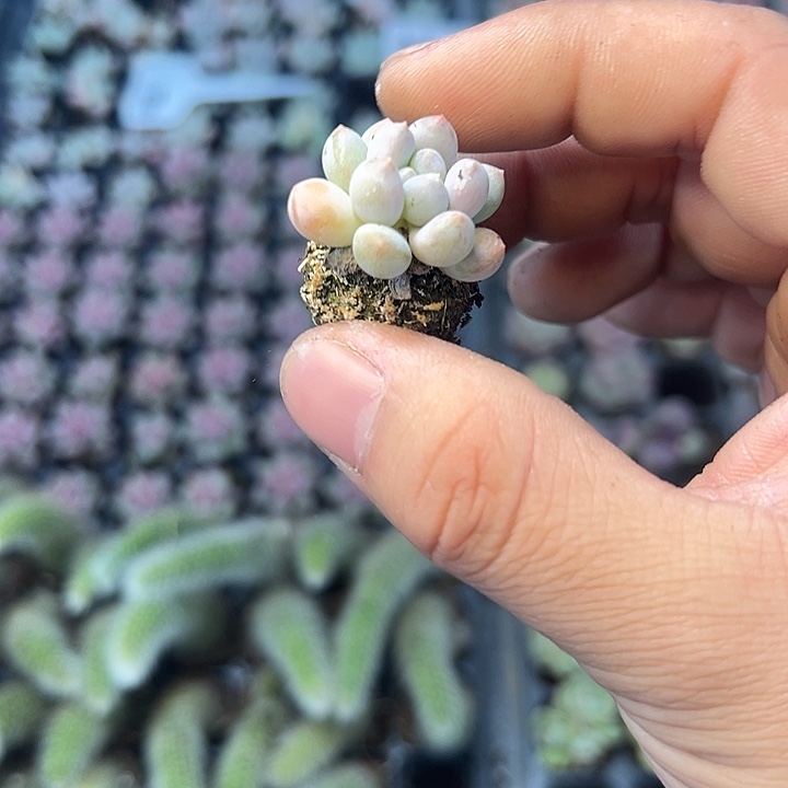 明珠 满10颗包邮   