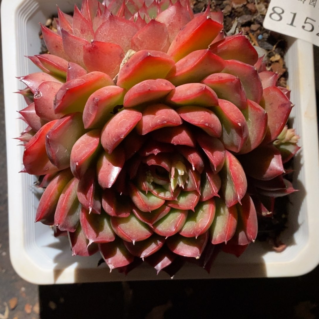 8152杂交多肉老桩