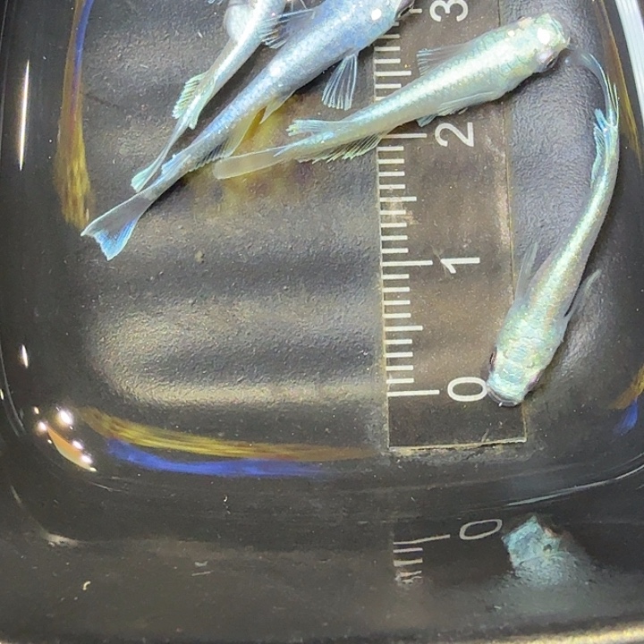 青鳉鱼25号拍品天使短鳍