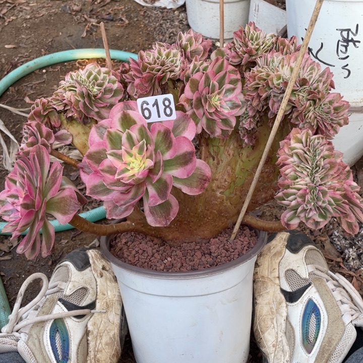 微瑕30厘米倾城缀618号