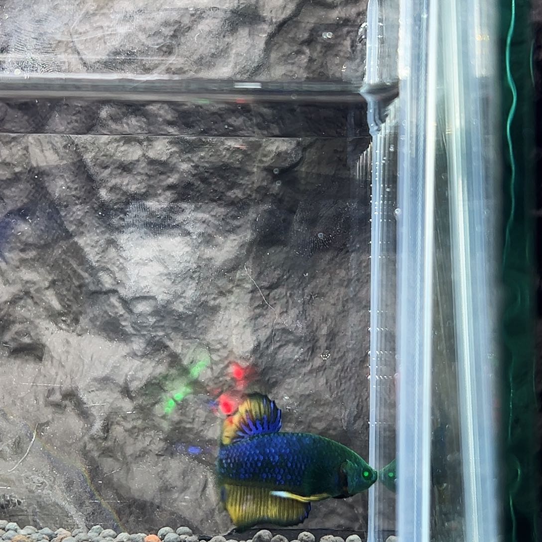 斗鱼精品精品精品精品精品