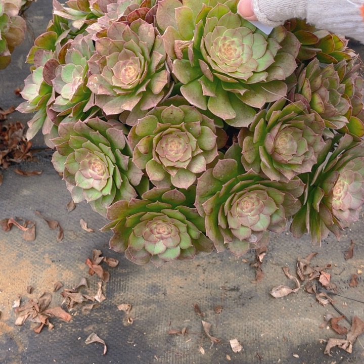 277万法师多肉断枝不售后