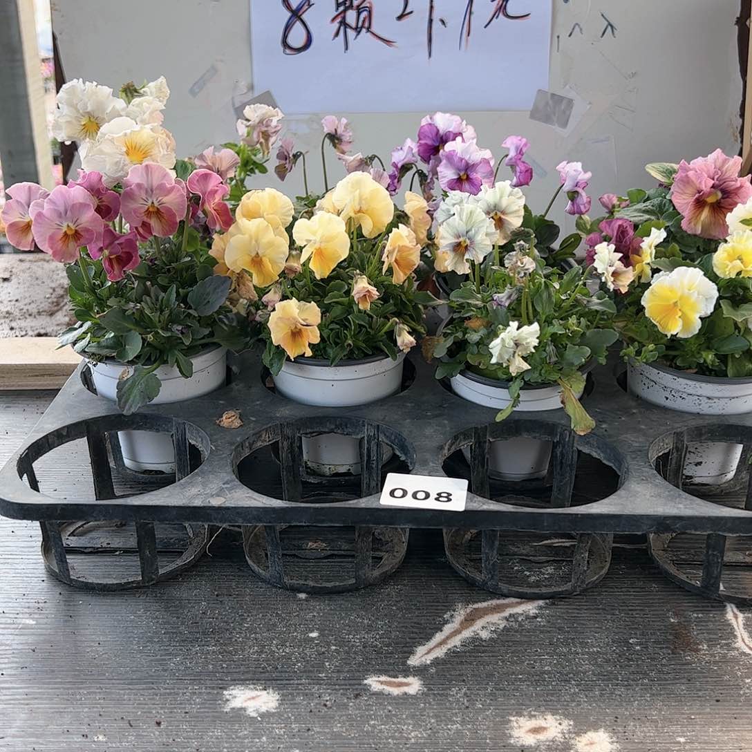 【闪购商品】008号