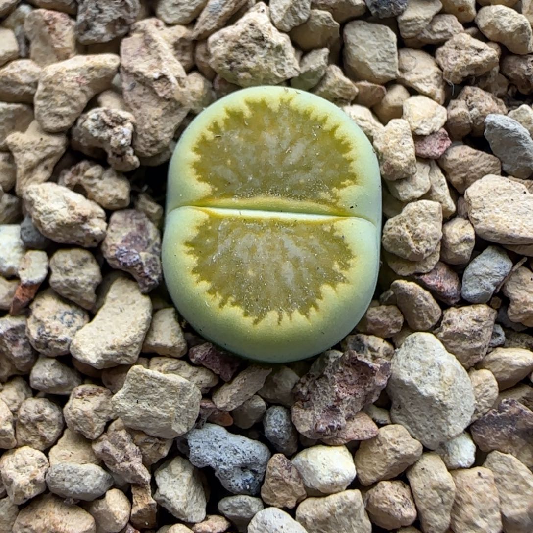 151 生石花大棚直播