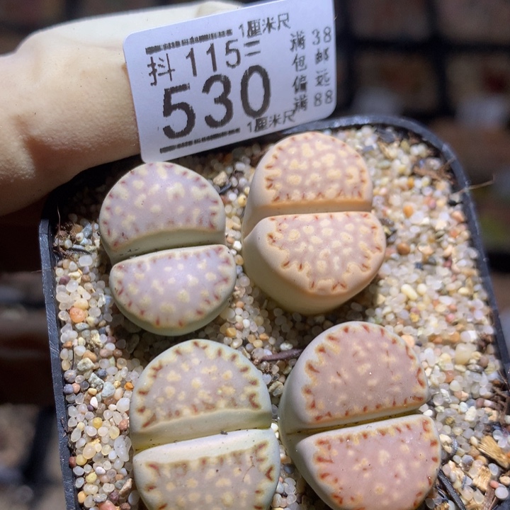 精品生石花115.530