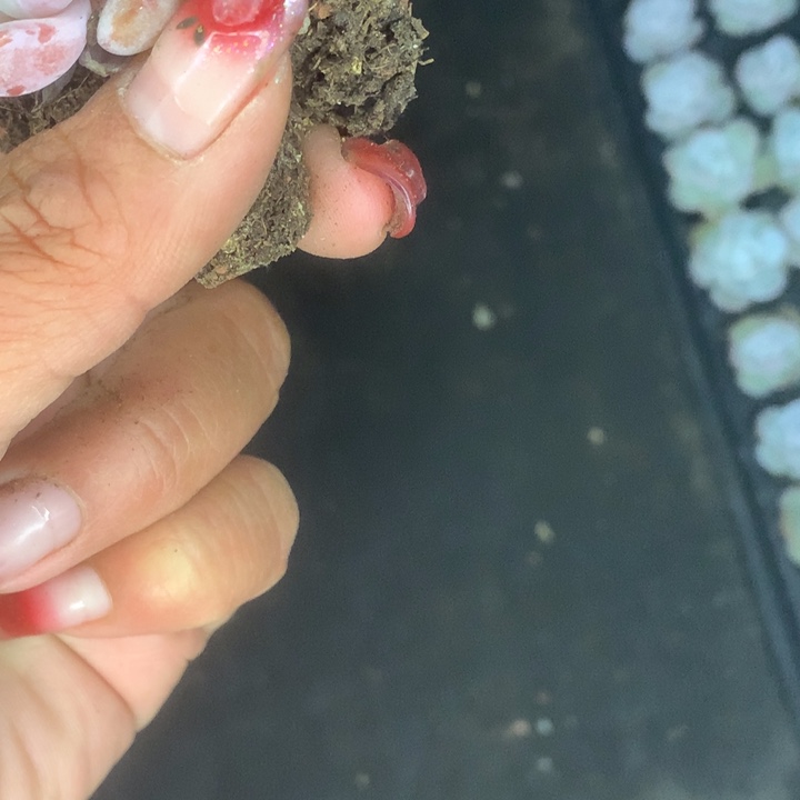 雪莲25个。樱花粉25个。包邮