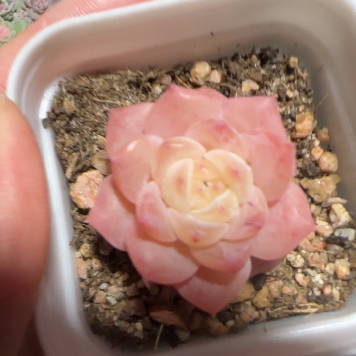 93 号王者系列多肉一盒