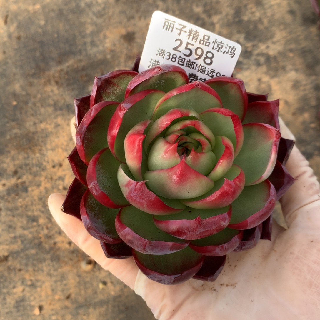 2598号多肉植物惊鸿福利惊鸿8厘米