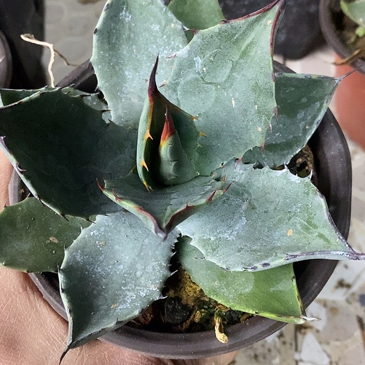 完美主义者勿拍为菲尔德122758