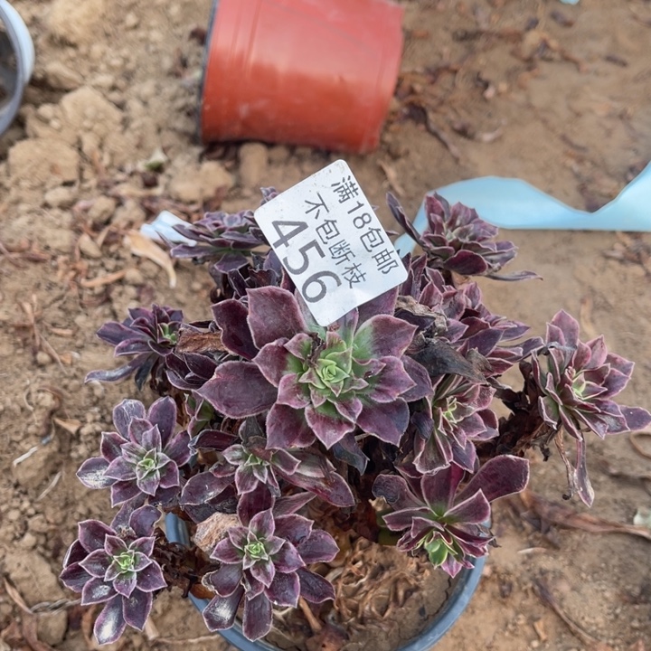 456白婚纱小手捧1北