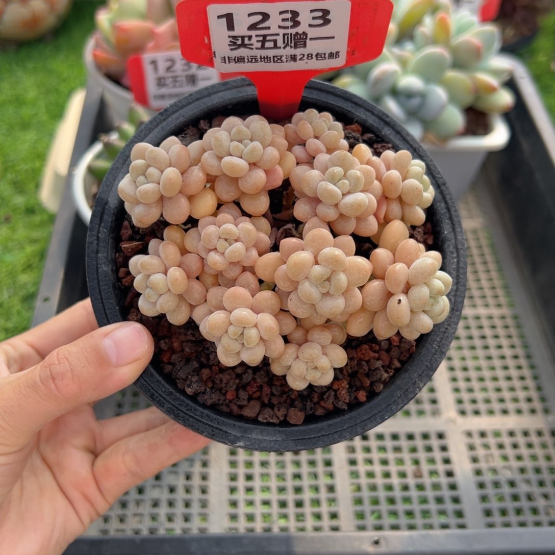 表妹精品多肉1233.