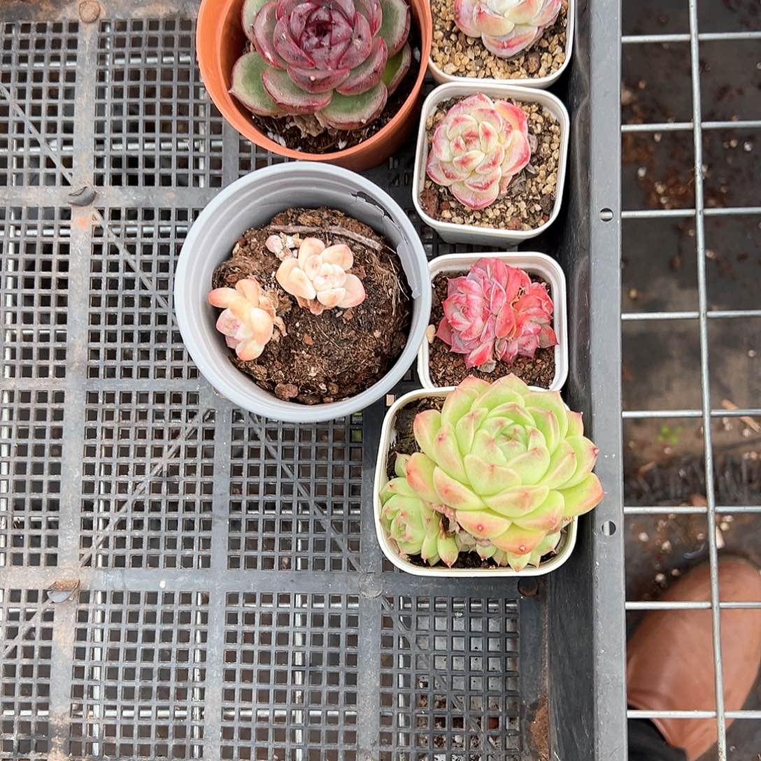 精品多肉十八包邮