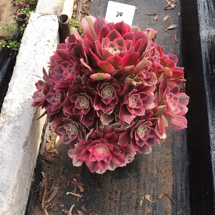 20号 粉女郎 多肉植物