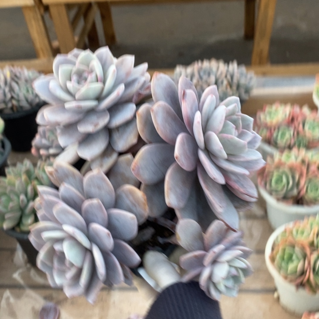 273红茶多头一物一拍