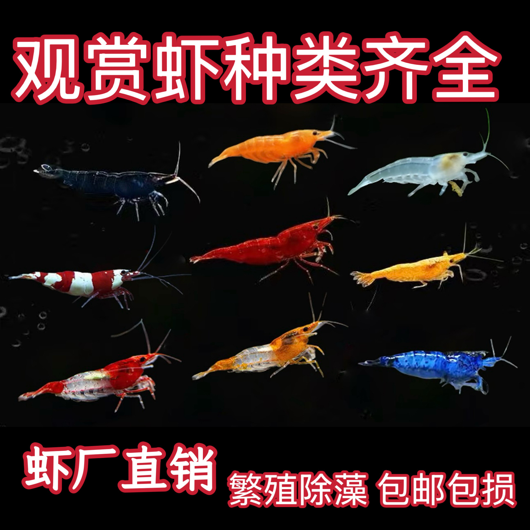 七彩观赏虾淡水冷水虾好养耐活鲜活鱼缸清洁观赏樱花蓝丝绒香吉士