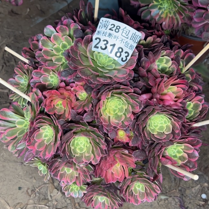 23183朝霞多肉植物