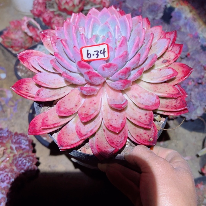 精品多肉植物老桩