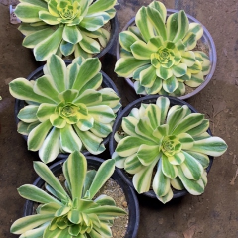 5盆多肉植物2909