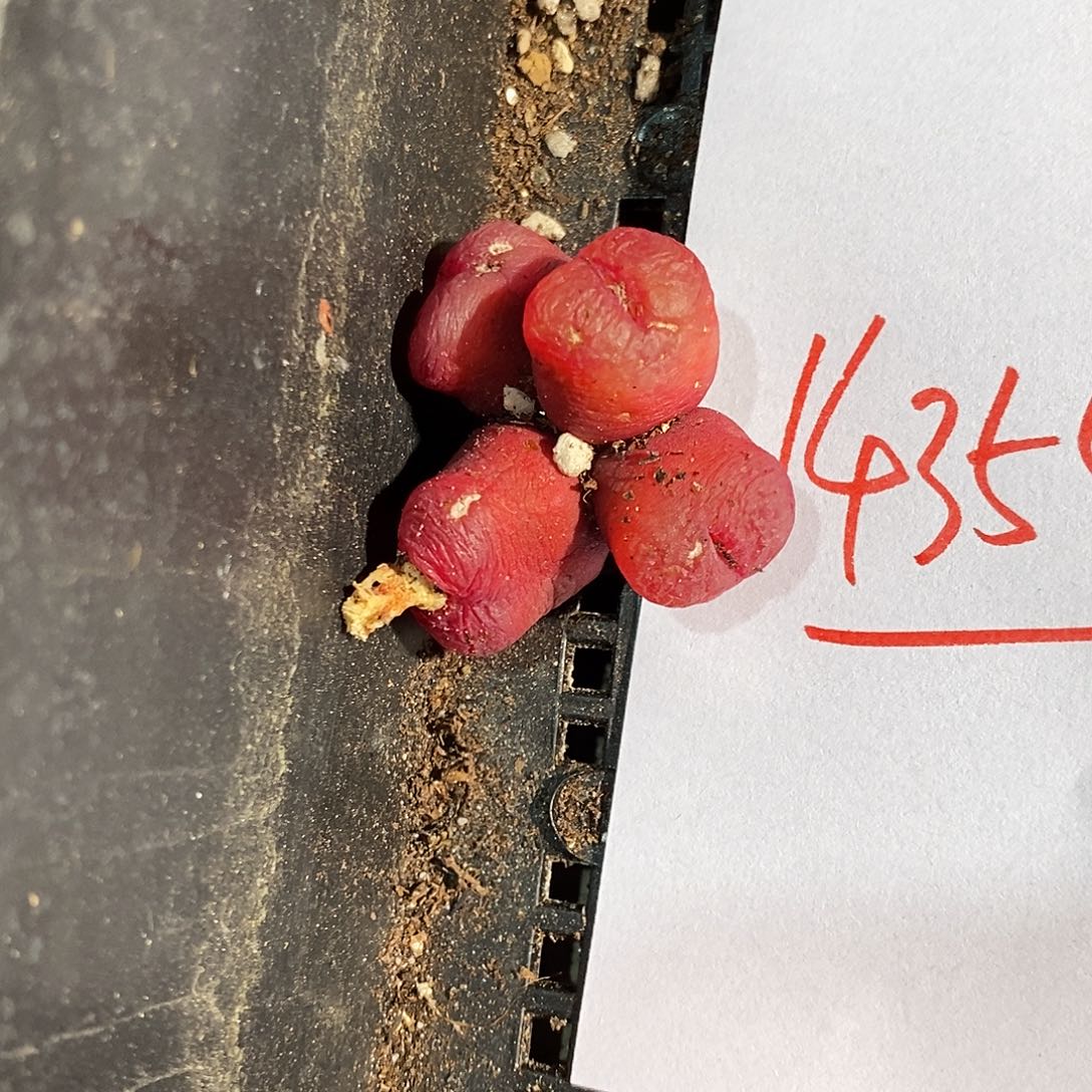 14354。  四头瑕疵蟠桃一颗。  