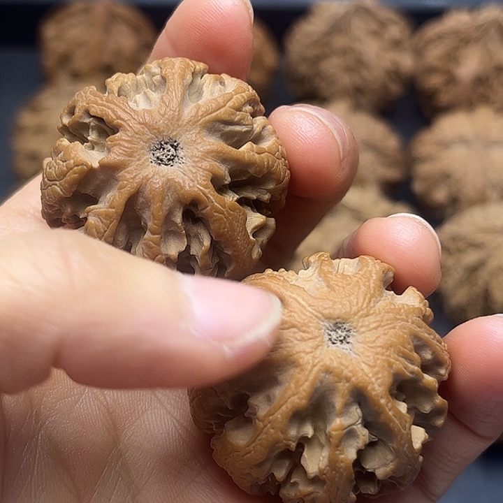 核桃秦岭突突突突突