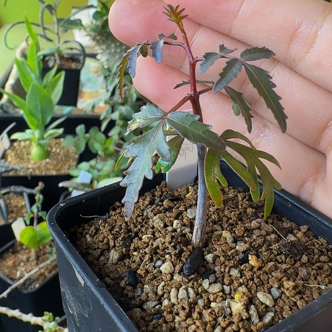 特价 实生蛋蛋裂榄顺丰空运包邮