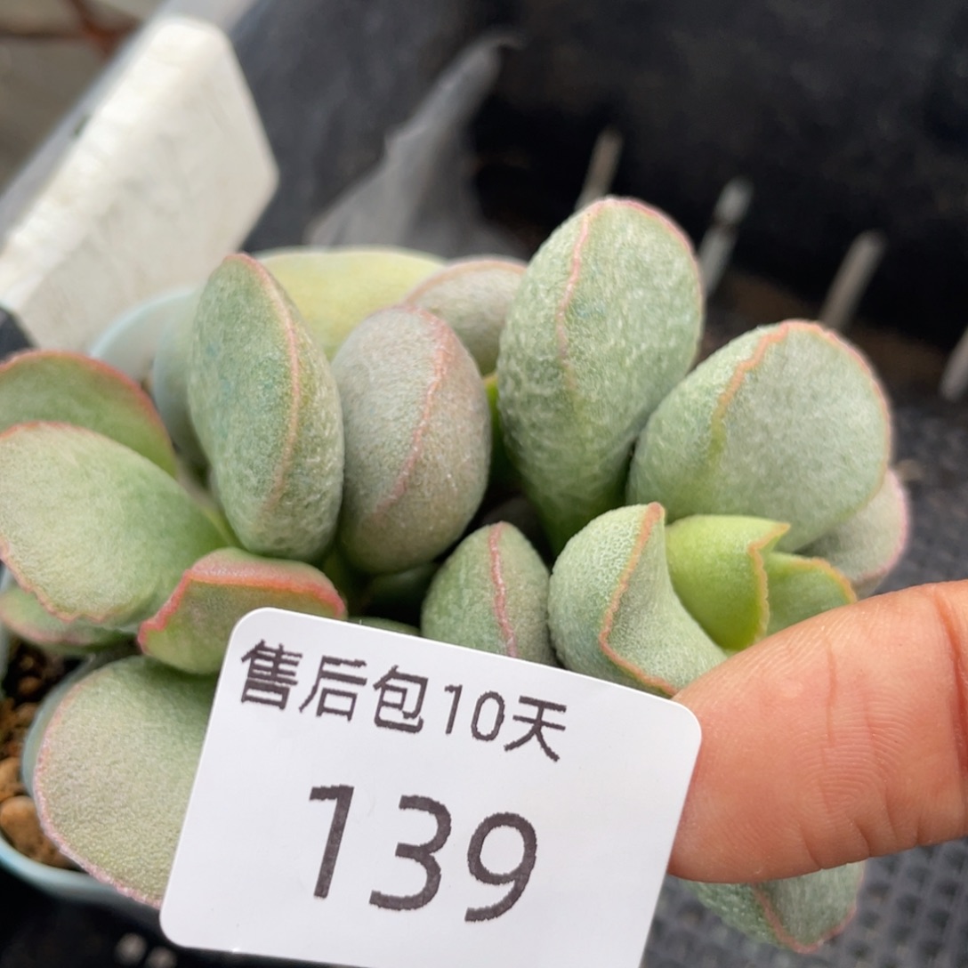     福利。  福利。   