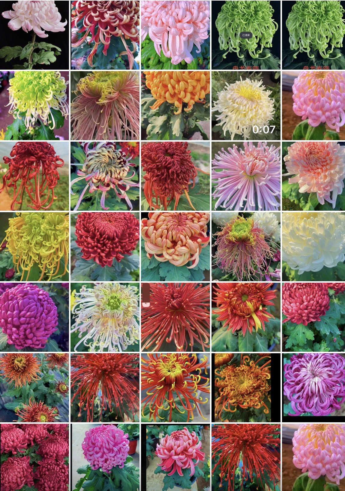 自选五个品种，不写名字苗好养耐寒耐热阳台庭院地栽