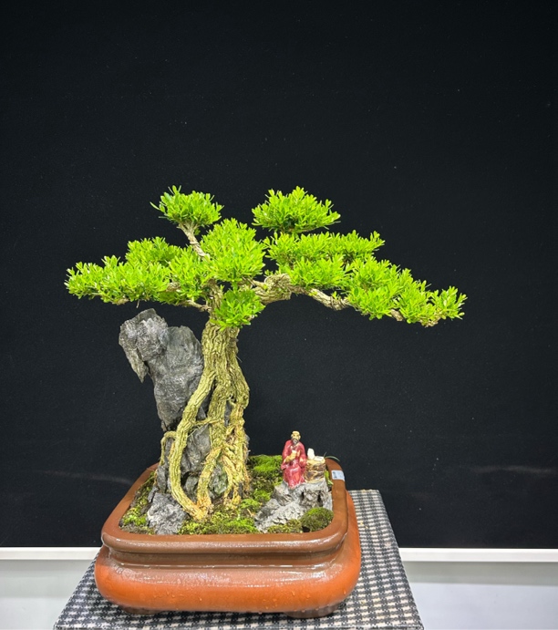 抱石小叶皱皮雀舌黄杨盆景四季常青绿植盆栽