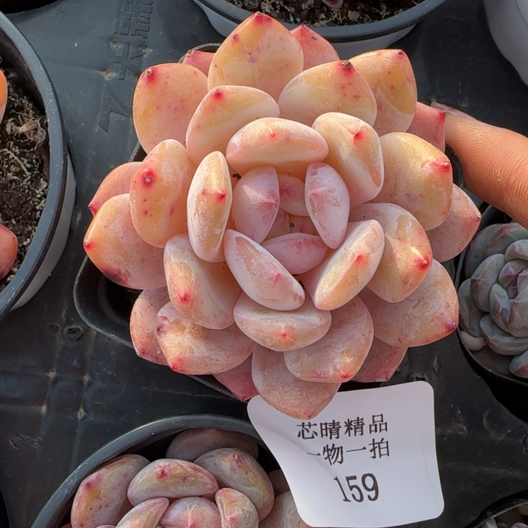 闪购精品多肉159号