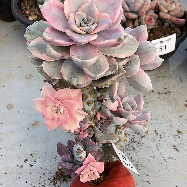 55 号一物一拍不退不换