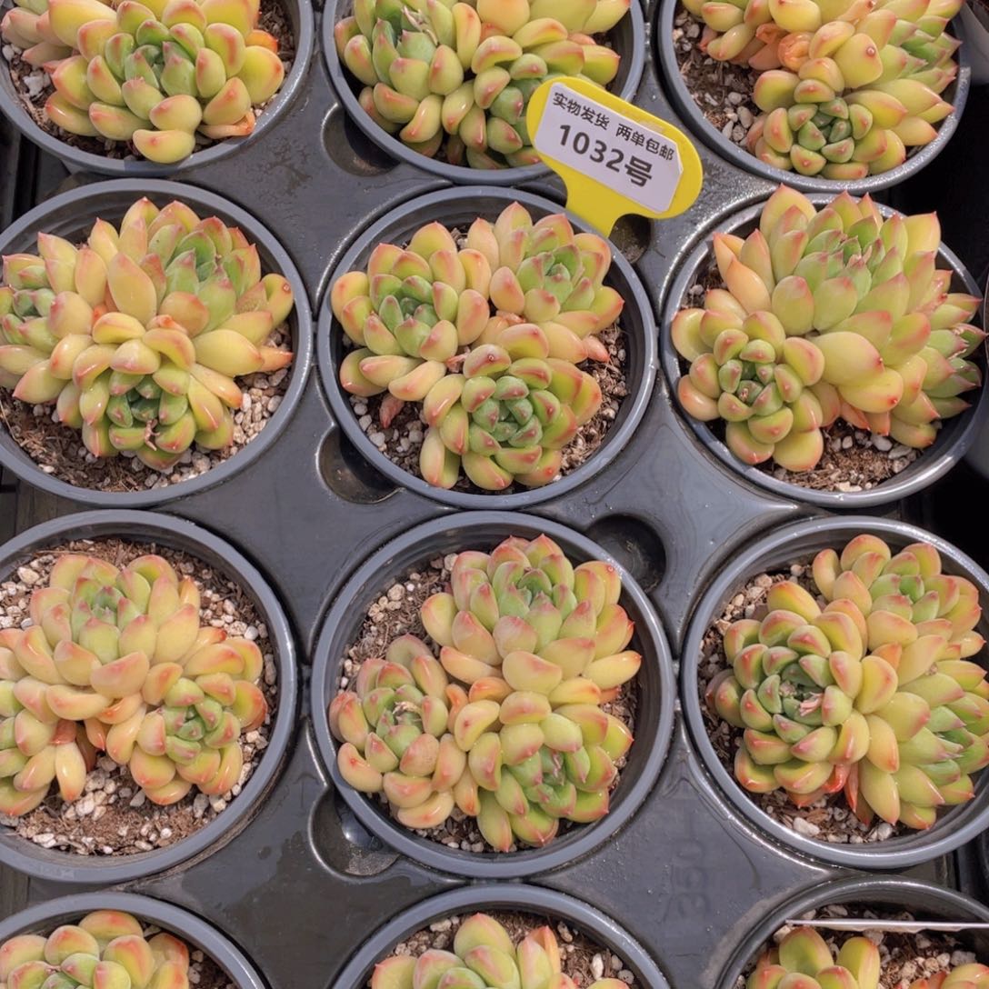 1032号 全状态彩体幻影美人群生一个