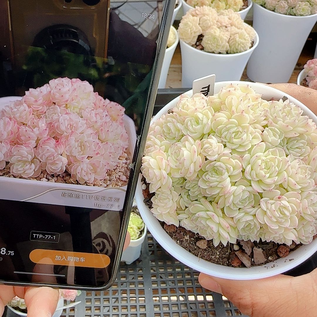 1219-28（ttp-77-1）优选