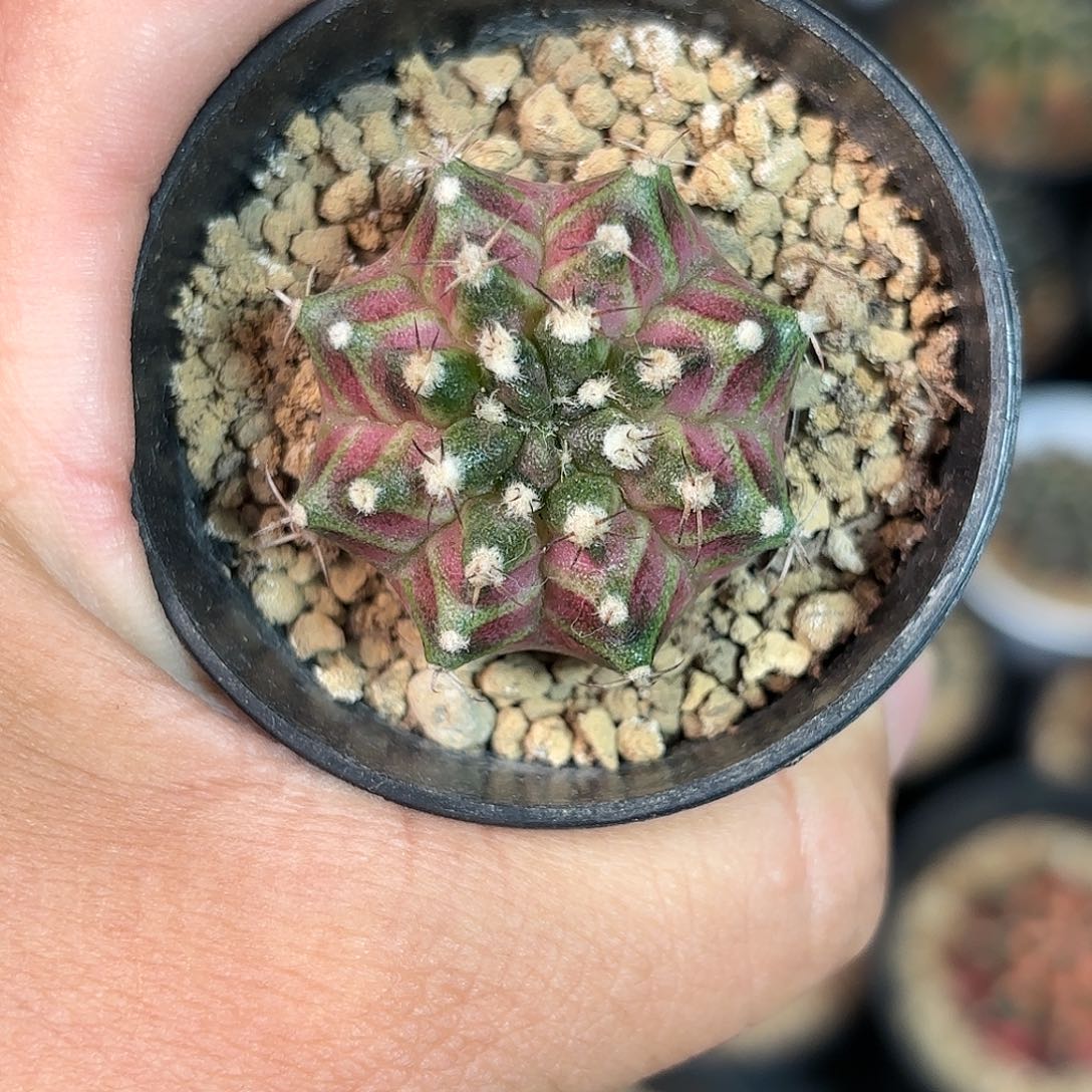 泰系实生海神轮回仙人球23号