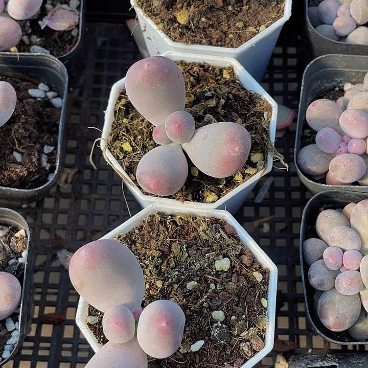 八角盆米可奶带哦土发