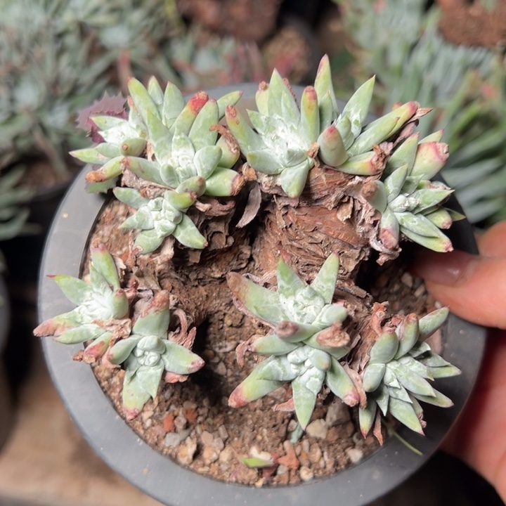 217白姆哈哈哈哈哈哈