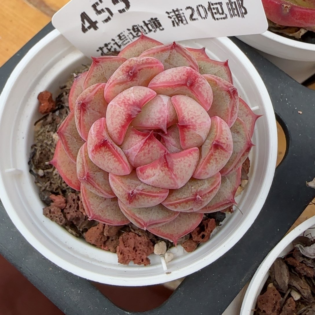 花语逸境0210-455