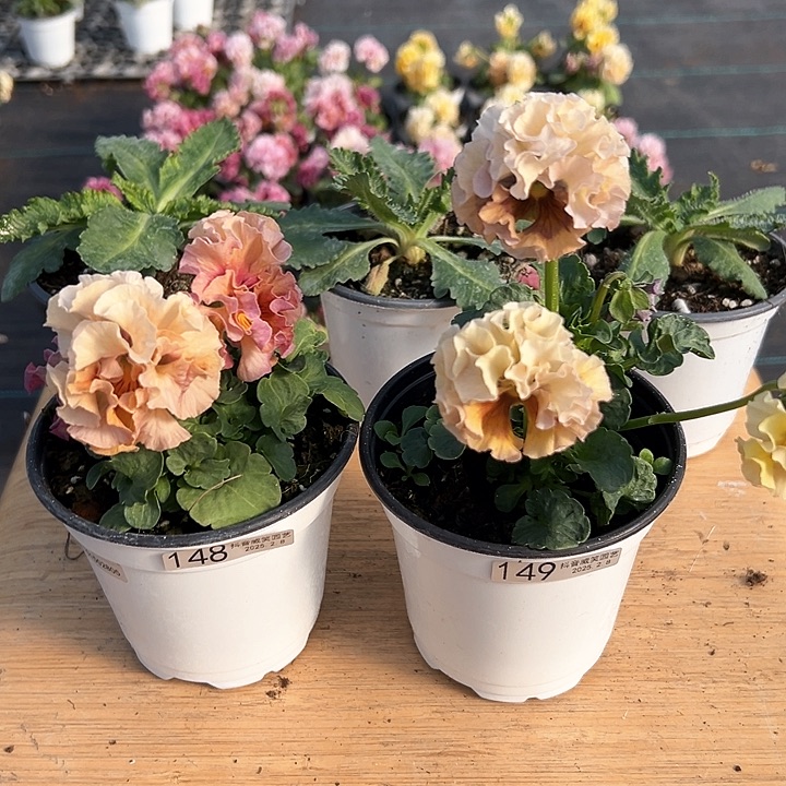 水晶抖音直播闪拍148-149