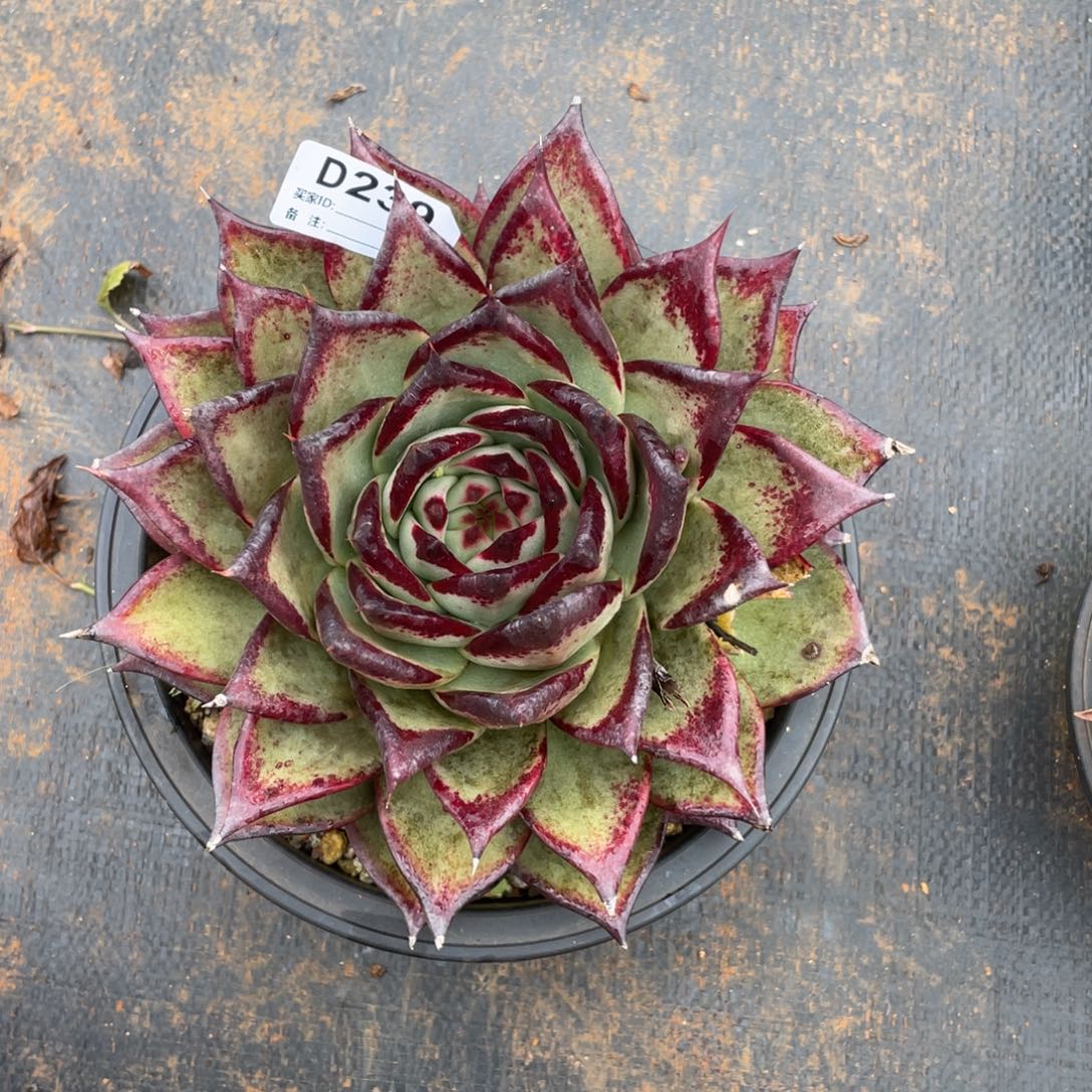 无花朵若如东云组拍D239