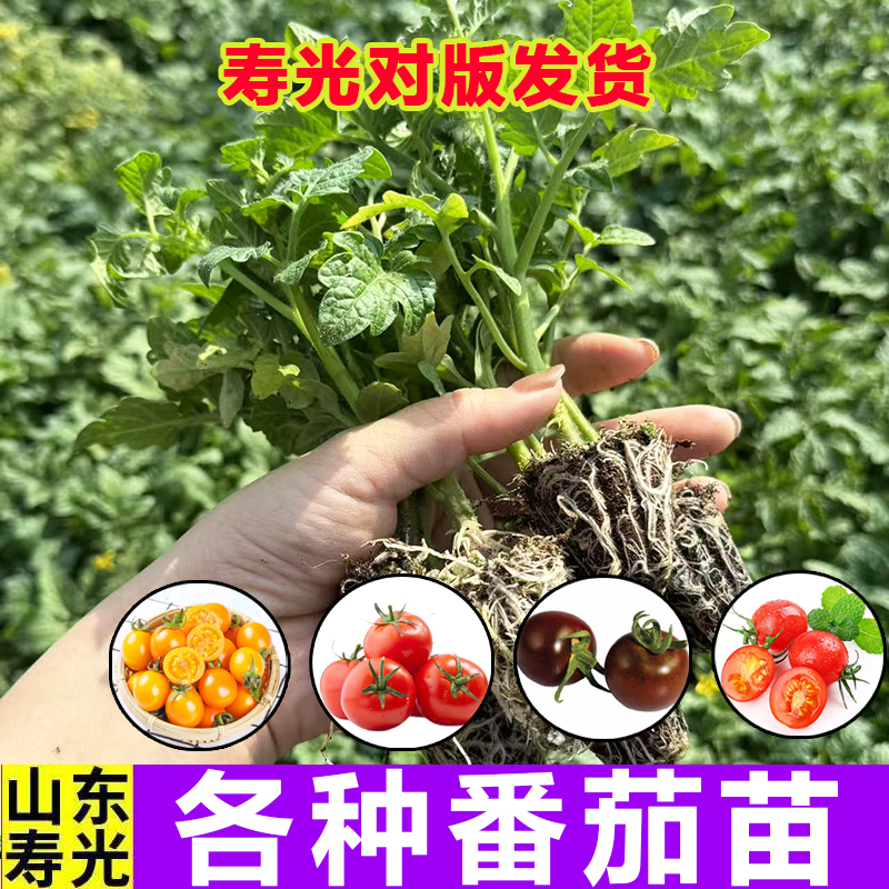 番茄种苗高产苗普罗旺斯西红柿四季地栽蔬菜水果菜苗番茄大全菜苗