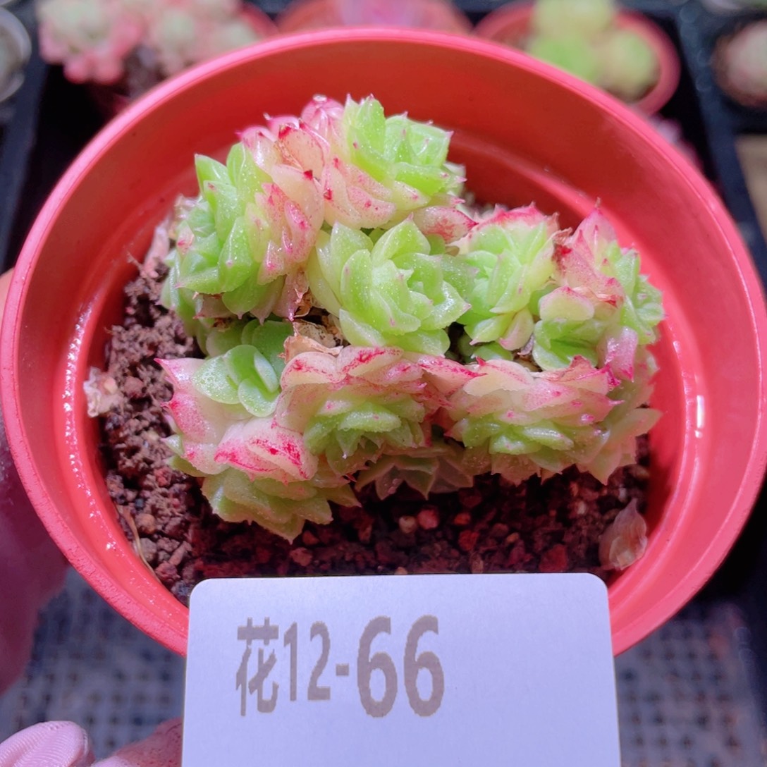 花利美12-66麦秆群