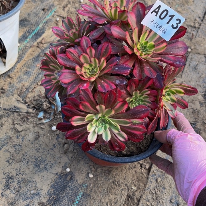 013红胭脂多肉法师不包断枝