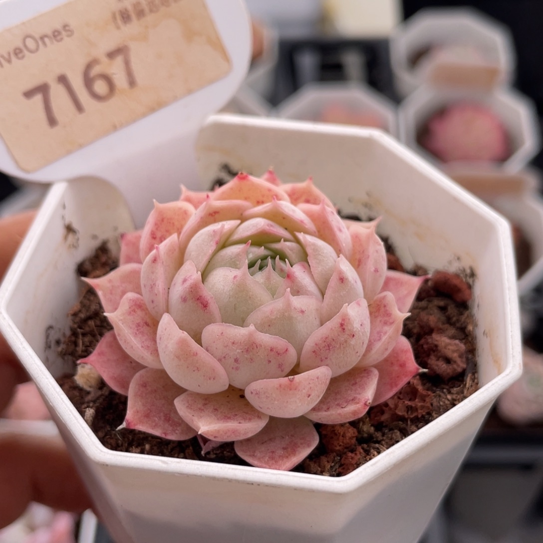 朱砂痣7167-5.0厘米